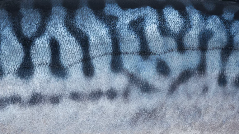 Fish Scales